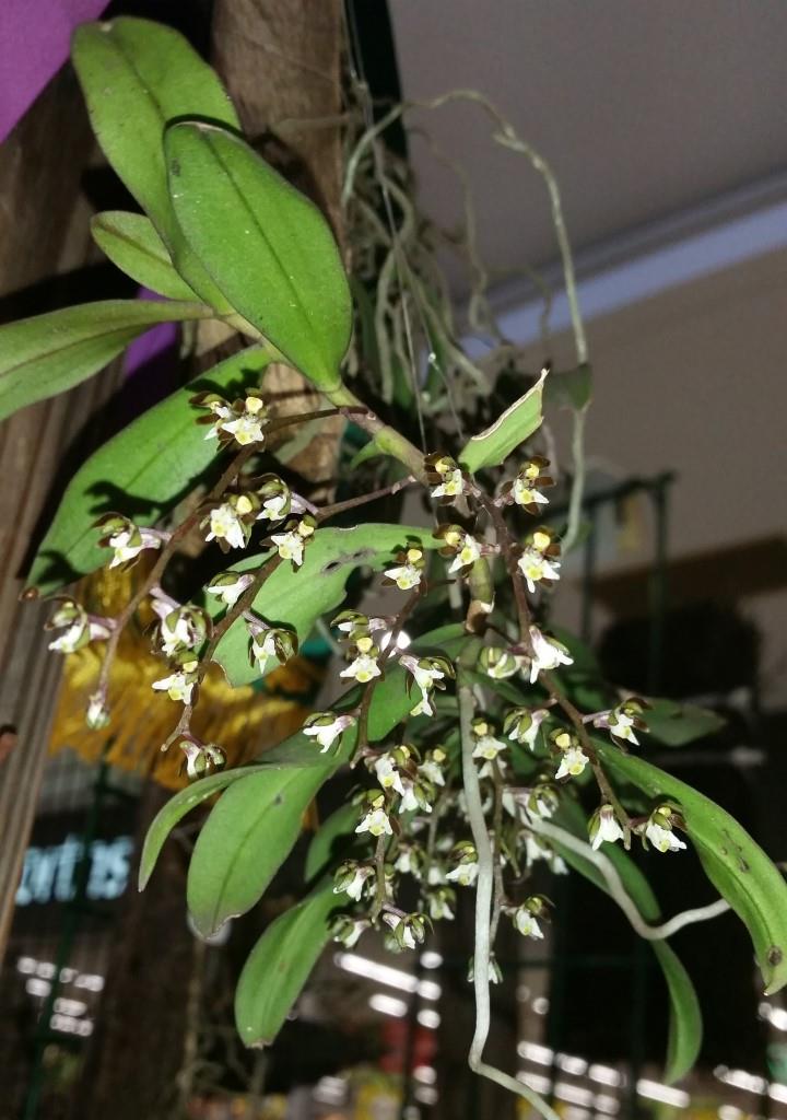 Plectorrhiza tridentata