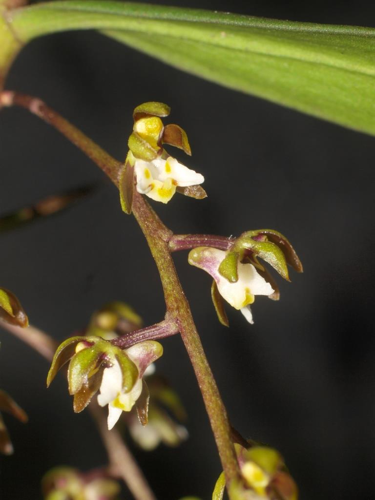 Plectorrhiza tridentata