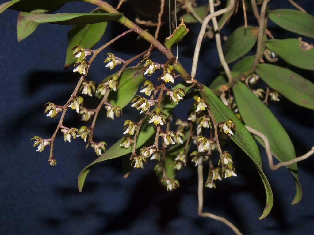 Plectorrhiza tridentata - photo 2