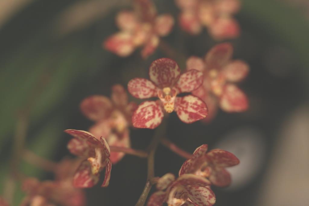 Sarco Twilight 'Mandy's Fave'