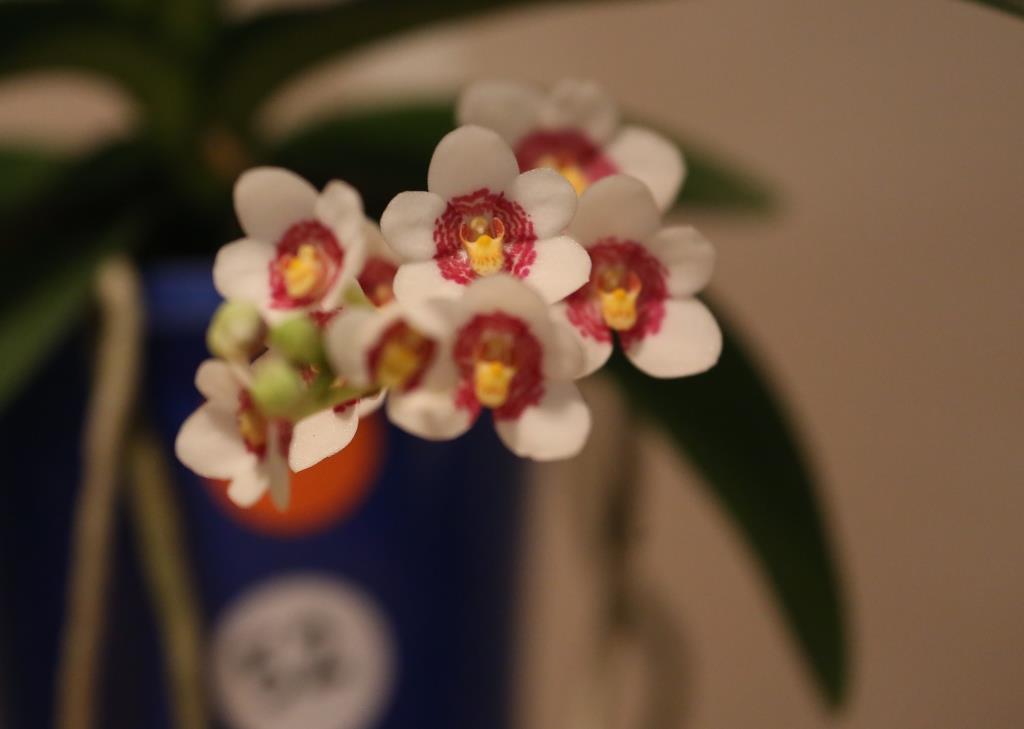 Sarcochilus Dove - photo 2