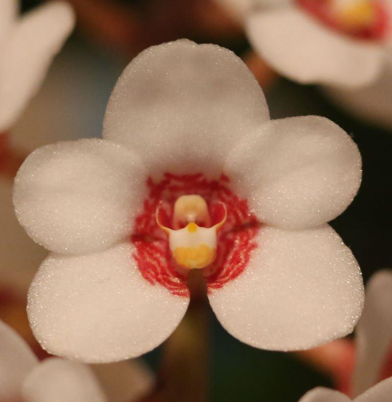 Sarcochilus hartmannii