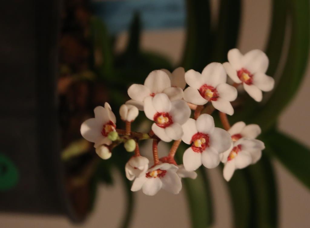 Sarcochilus hartmannii - photo 2