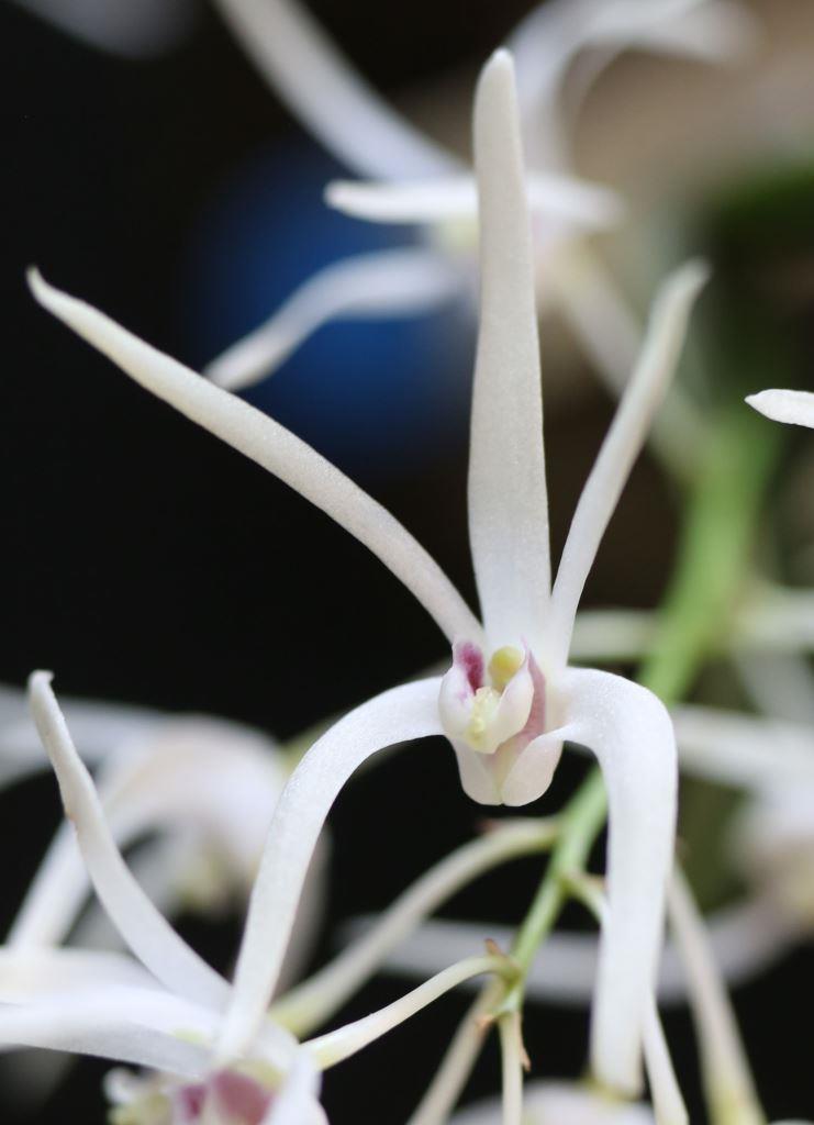 Dendrobium aemulum