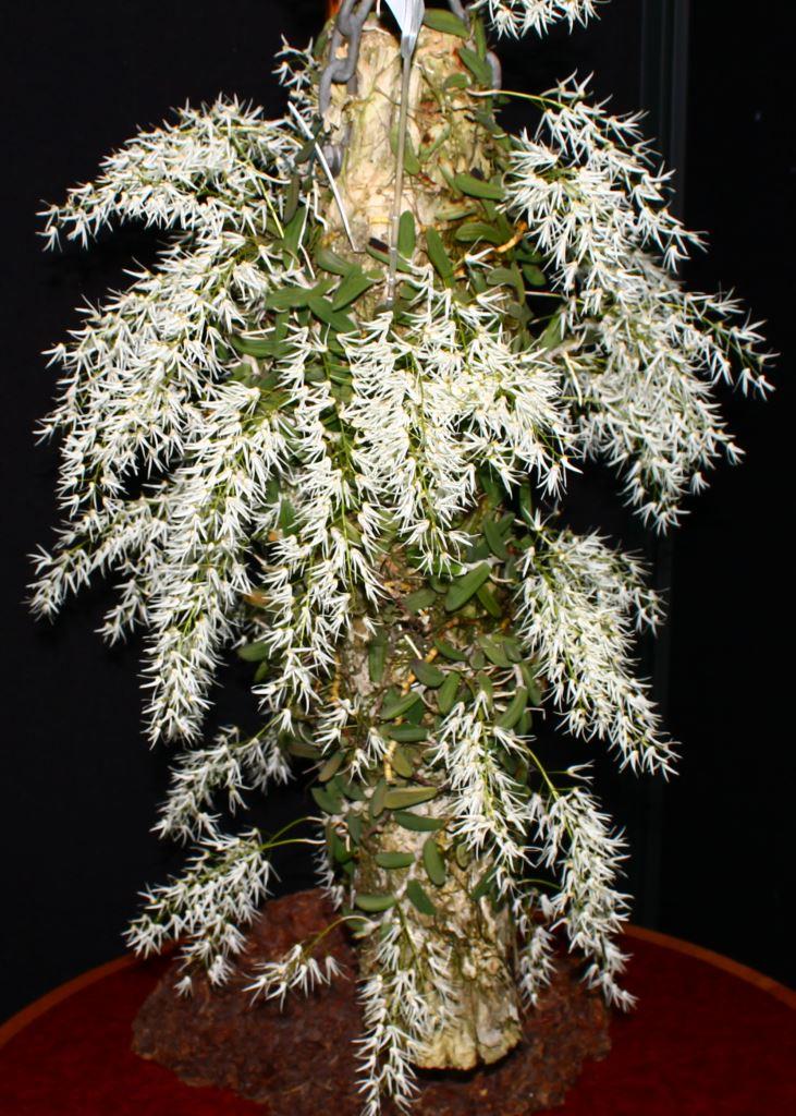 Dendrobium linguiforme
