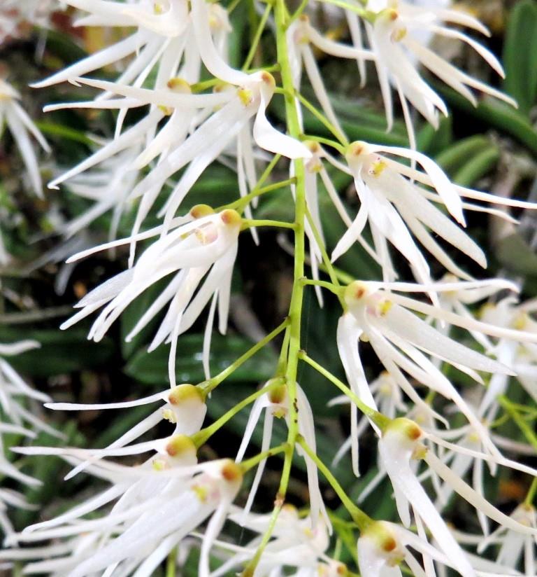 Dendrobium linguiforme var. linguiforme - photo 2