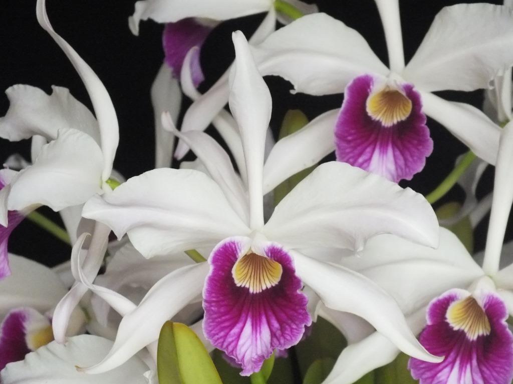 Cattleya purpurata