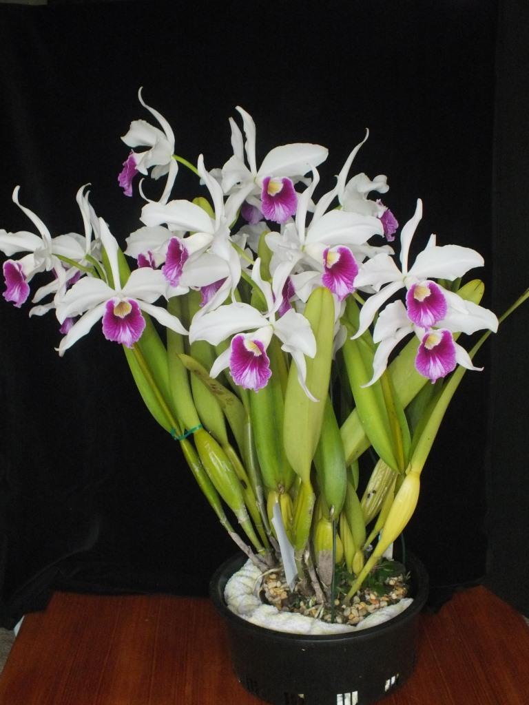 Cattleya purpurata - photo 2