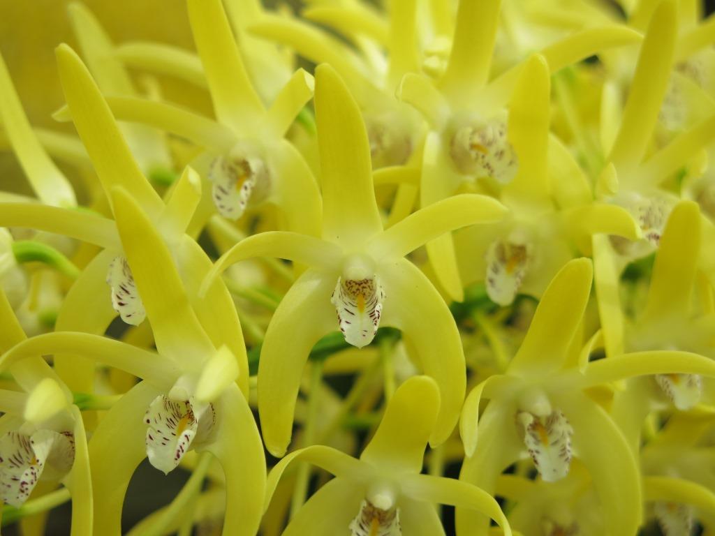 Dendrobium speciosum