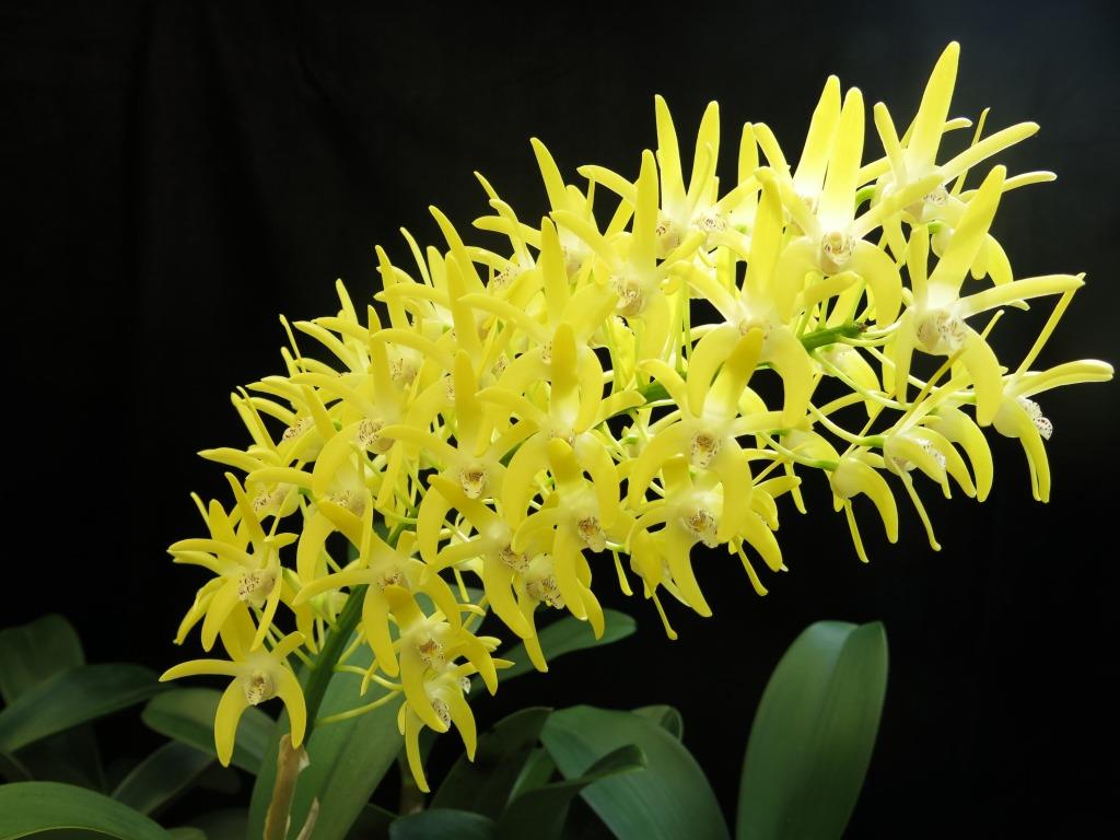 Dendrobium speciosum var. boreale - photo 2