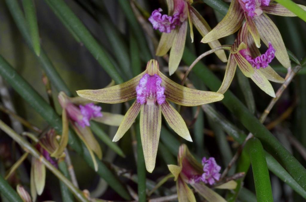 Dendrobium Tweetas - photo 2
