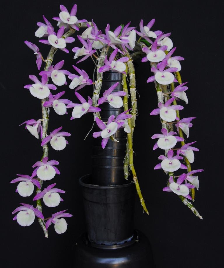 Dendrobium polyanthum
