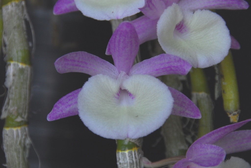 Dendrobium polyanthum - photo 2