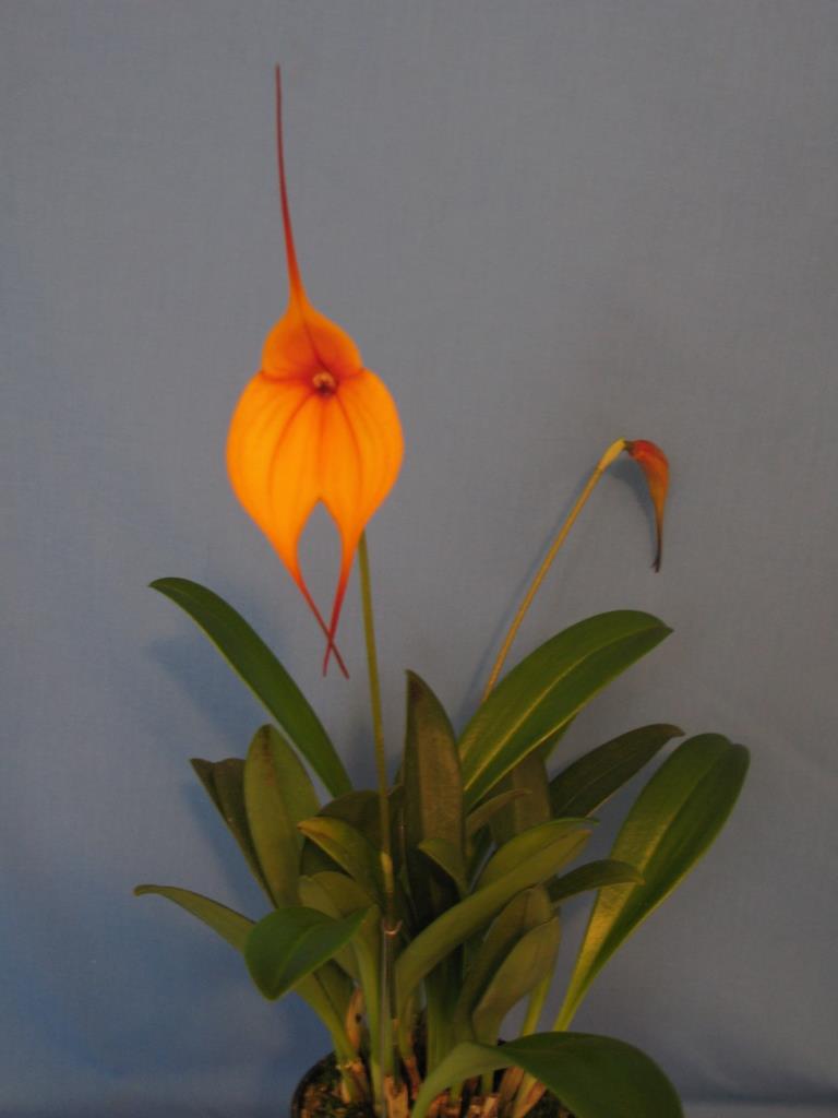 Masdevallia Curacao - photo 2