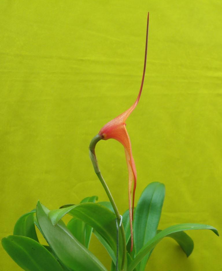 Masdevallia Curacao - photo 2