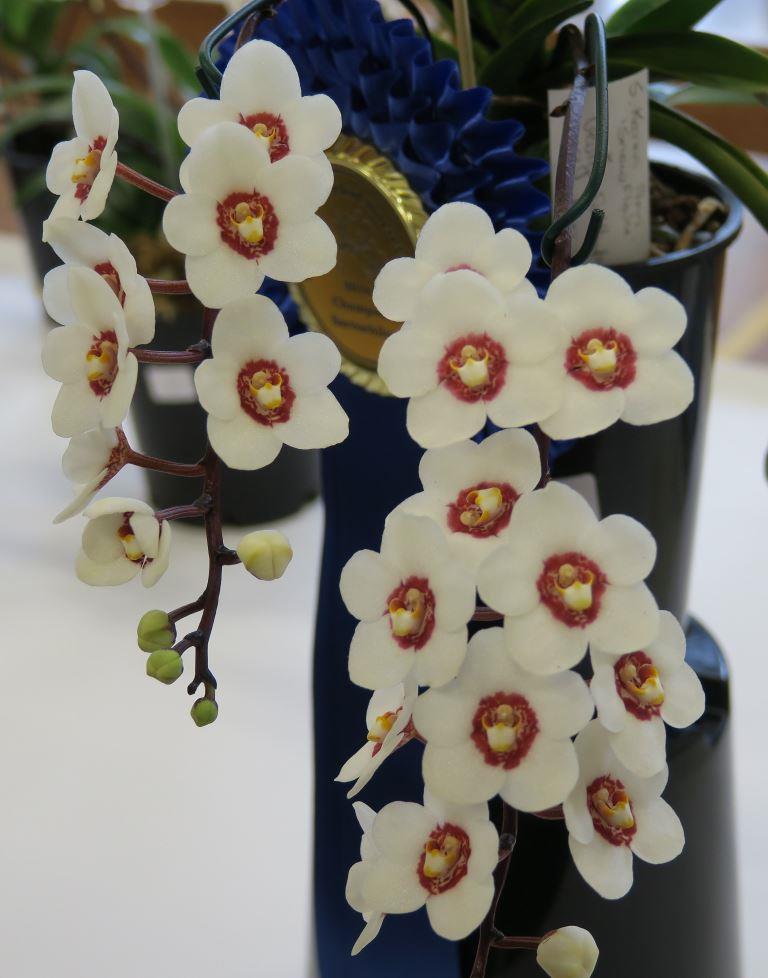 Sarcochilus Donna Gaye - photo 2