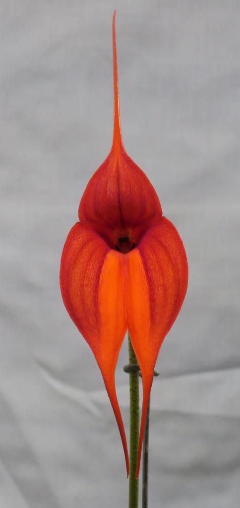 Masd Clarendon Glory