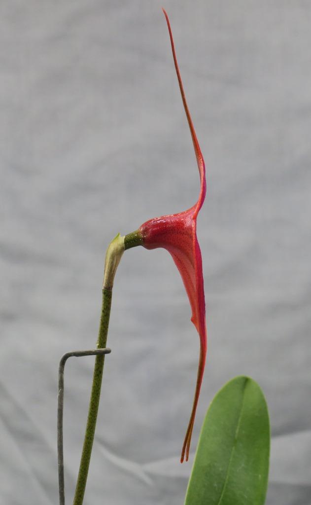 Masdevallia Clarendon Glory - photo 2
