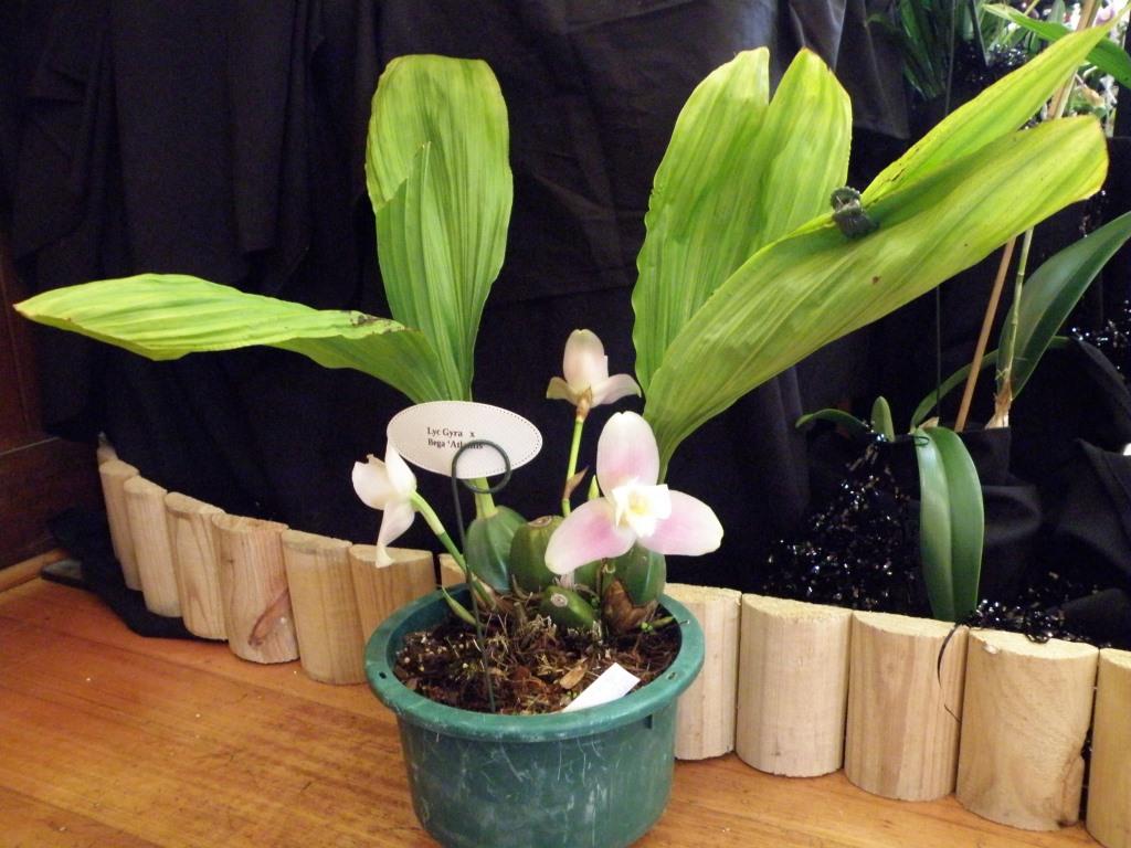 Lycaste Pipers Pride - photo 2