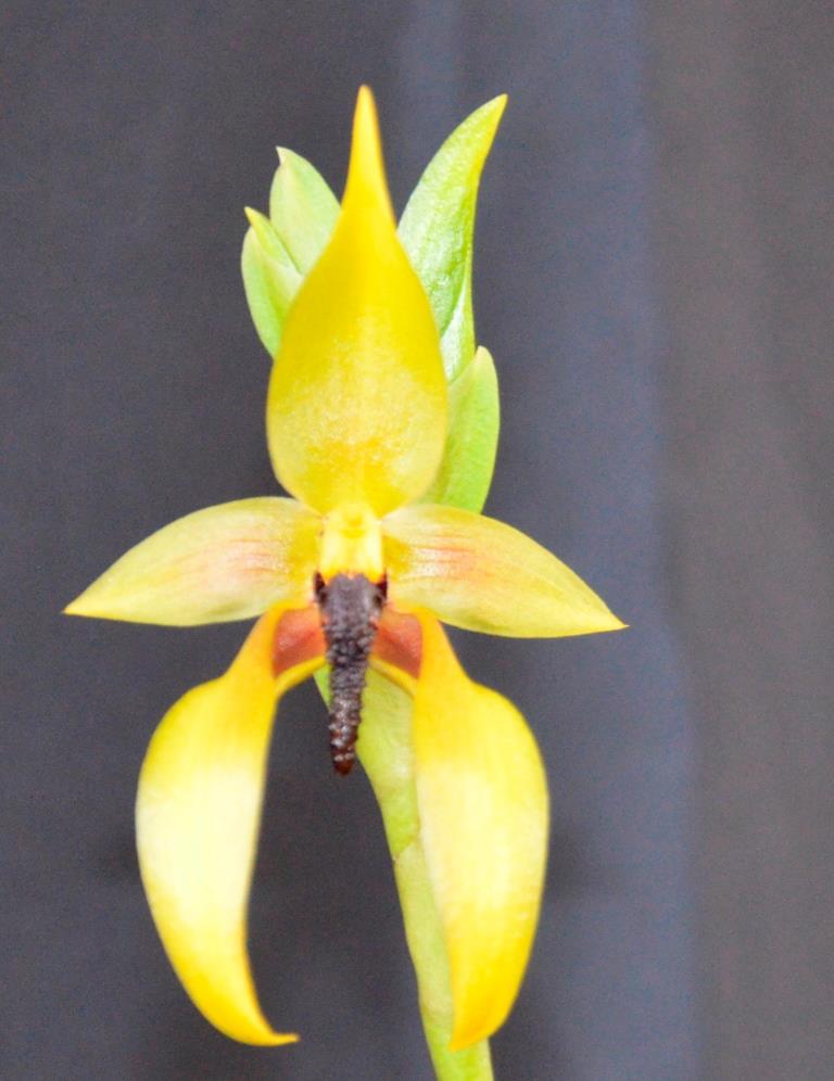 Bulbophyllum carunculatum
