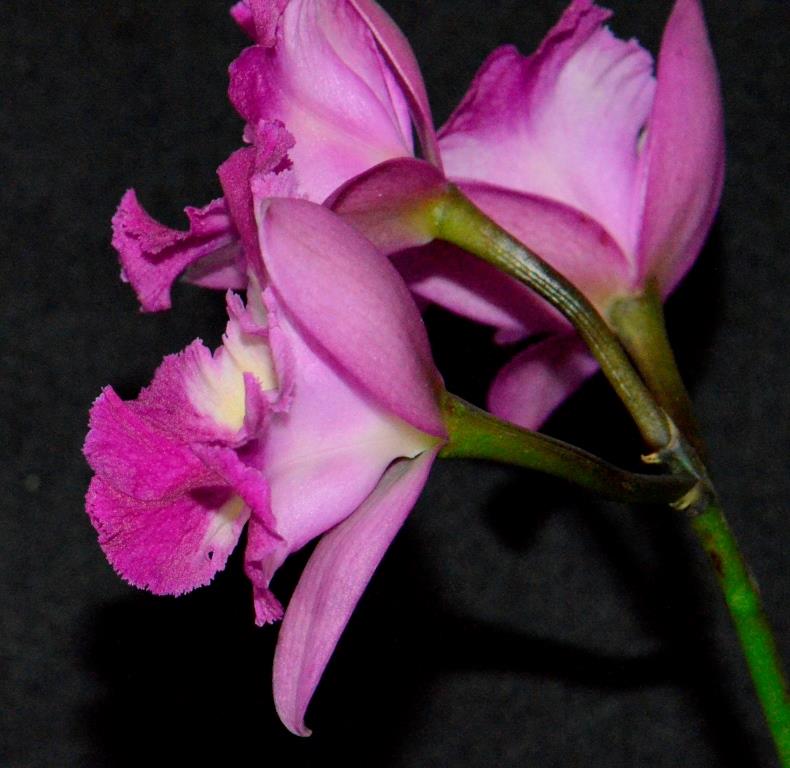 Rhyntonleya Swan's Shy - photo 2