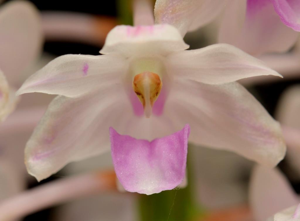 Rhynchostylis retusa
