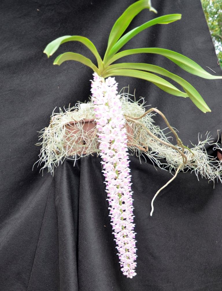 Rhynchostylis retusa - photo 2