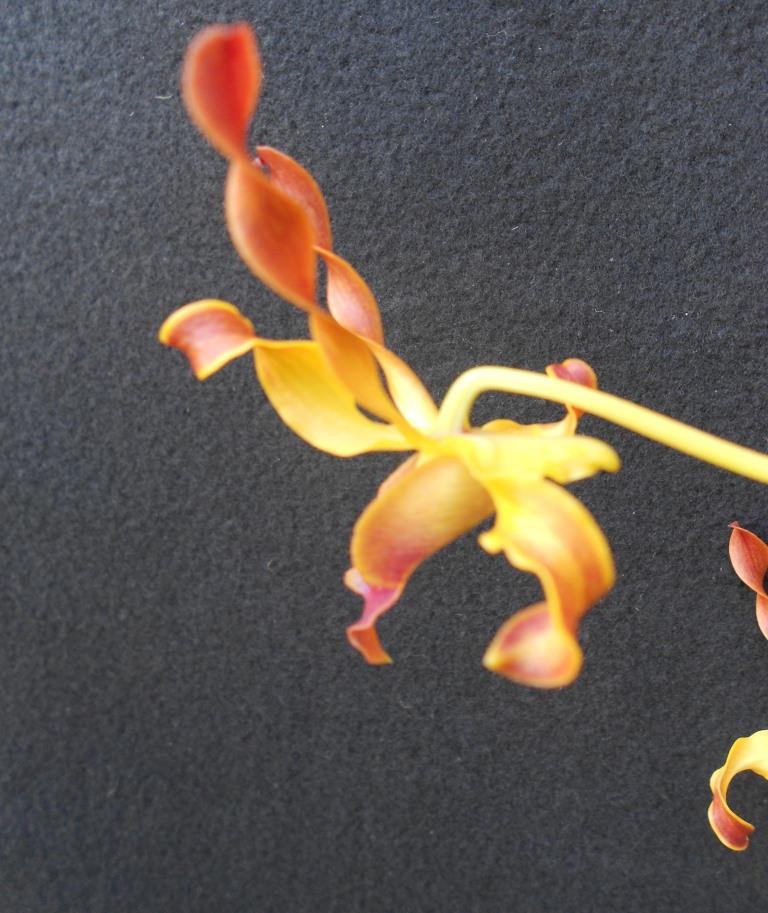 Den Alice's Mark Bron