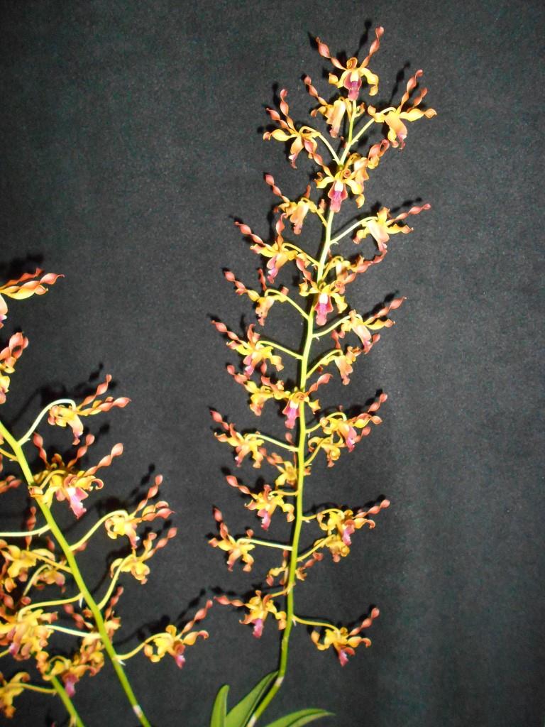 Dendrobium Alice's Mark Bron - photo 2