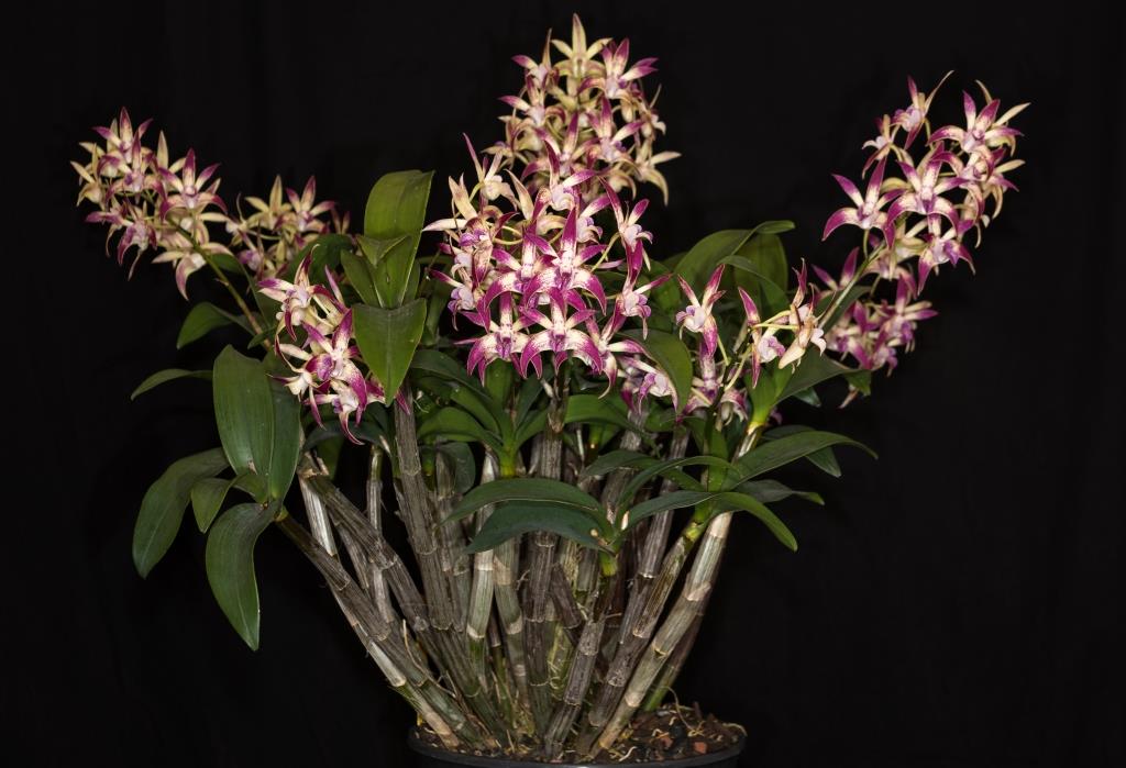 Dendrobium Awespot - photo 2
