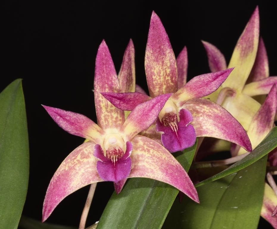 Dendrobium Binh-Ba - AM/AOC