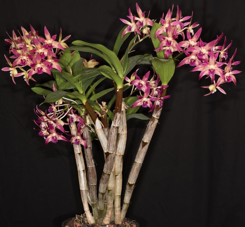 Dendrobium Binh-Ba - photo 2