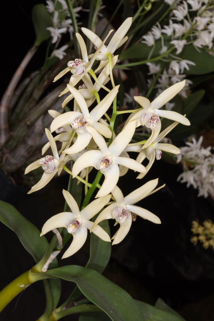 Dendrobium Dingadee - photo 2