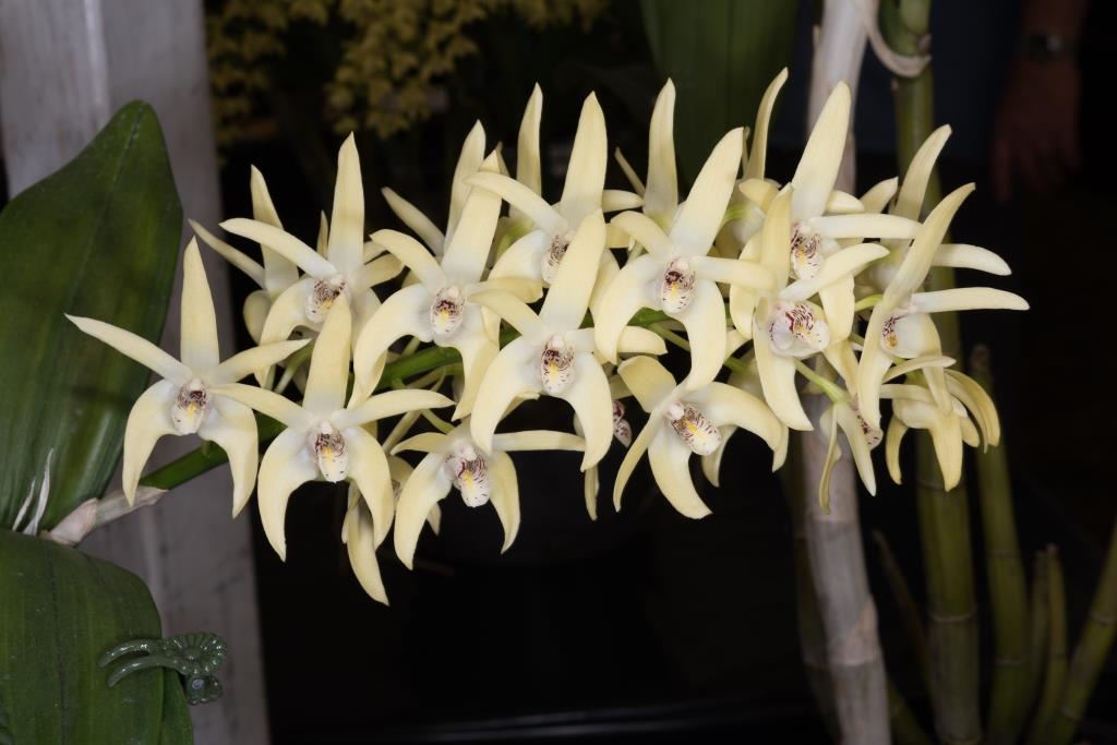 Dendrobium Dingadee - photo 2