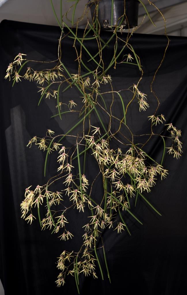 Dendrobium Lauren - photo 2