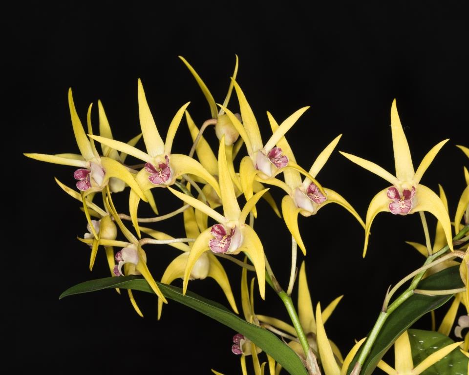 Dendrobium Moondarra - photo 2