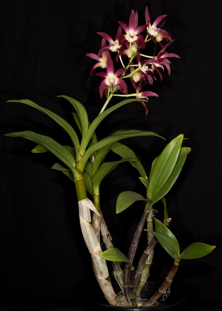 Dendrobium Rainbow Glow - photo 2