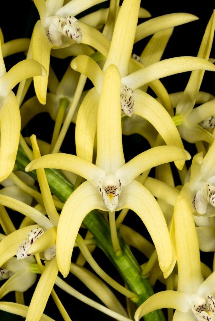 Dendrobium speciosum
