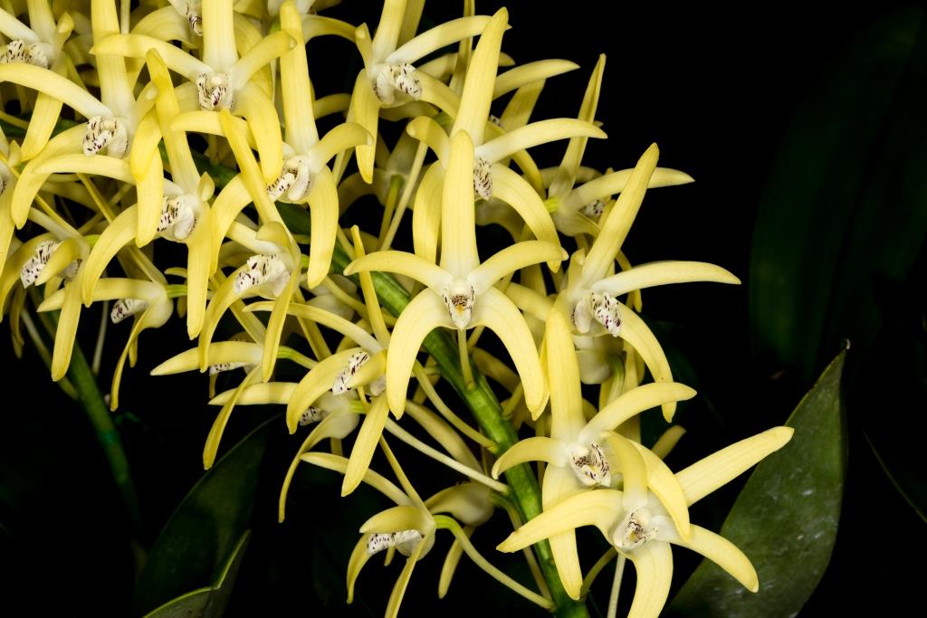 Dendrobium speciosum var. boreale - photo 2