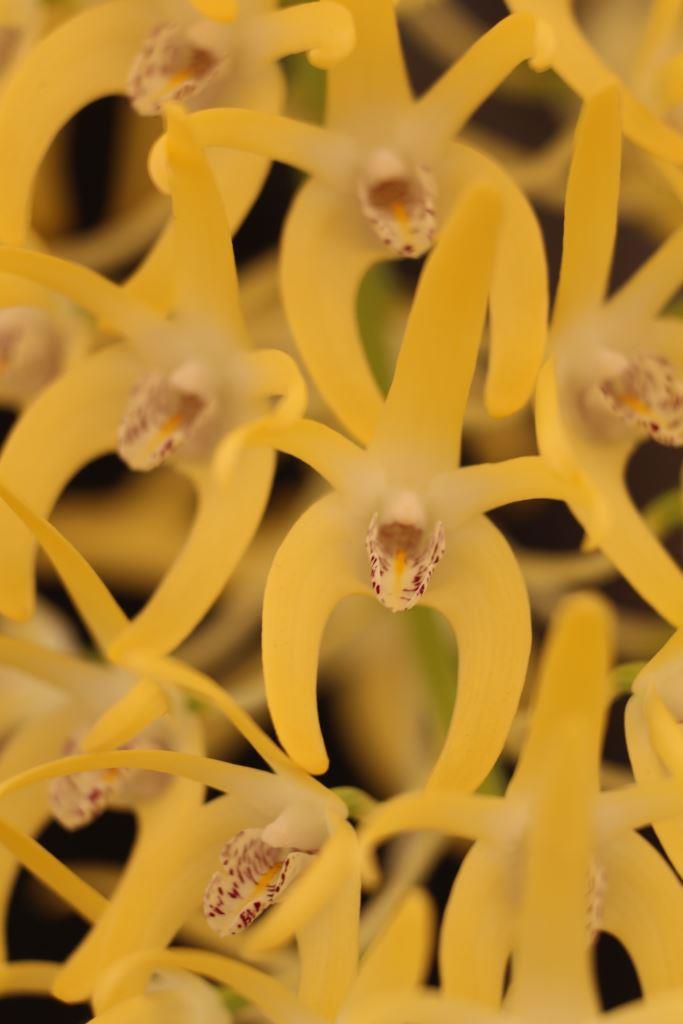 Dendrobium speciosum var. grandiflorum