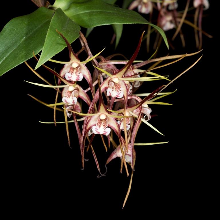 Dendrobium tetragonum
