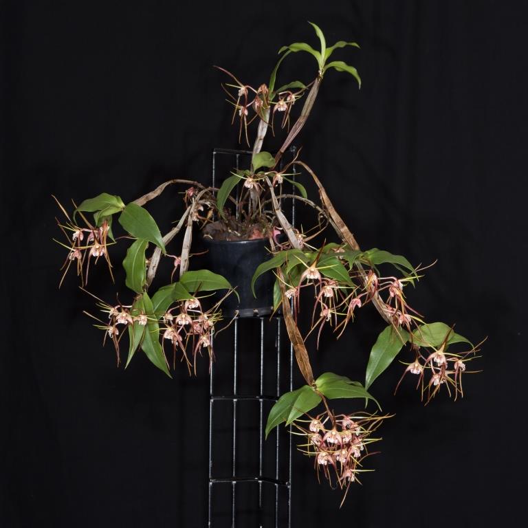 Dendrobium tetragonum subsp. tetragonum - photo 2