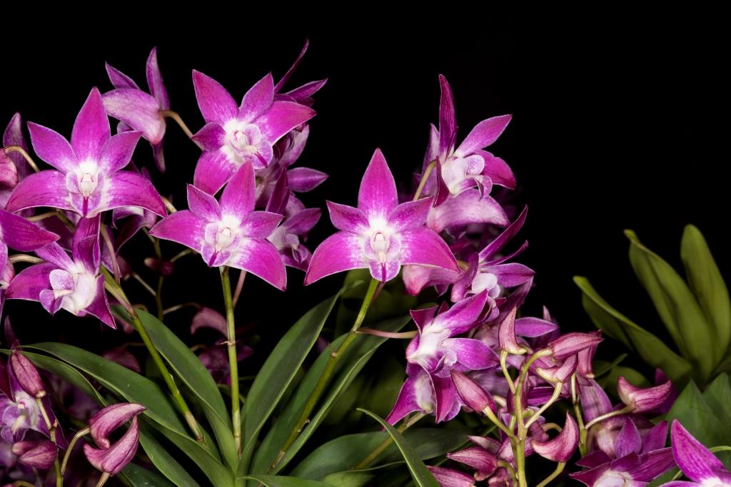 Dendrobium Peninsula Sands - photo 2
