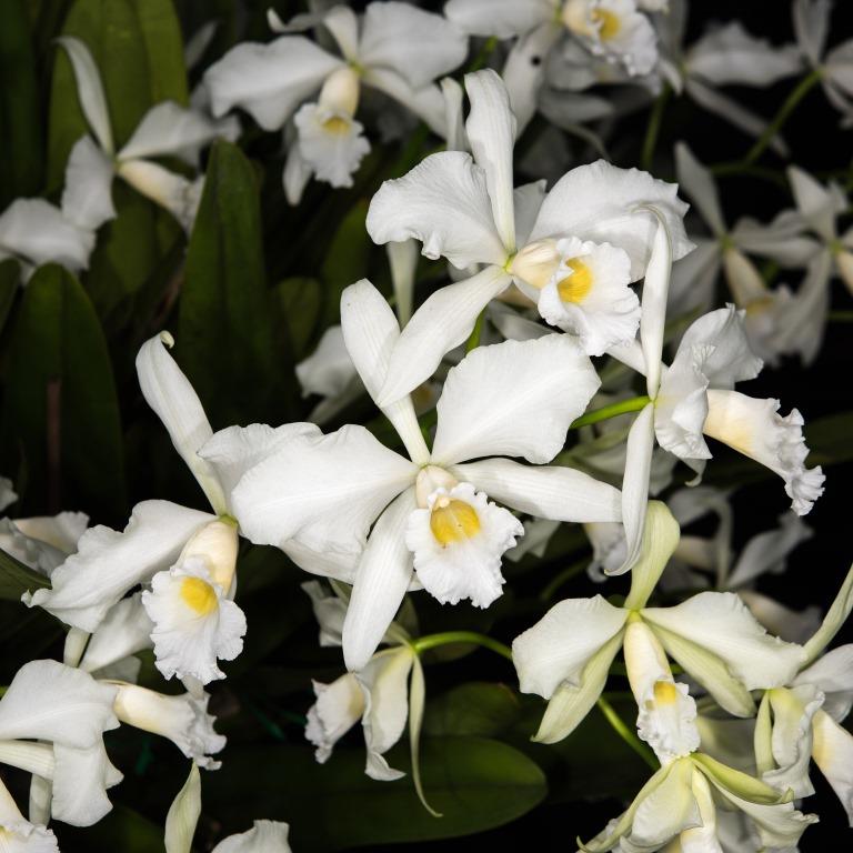 Cattleya purpurata - photo 2