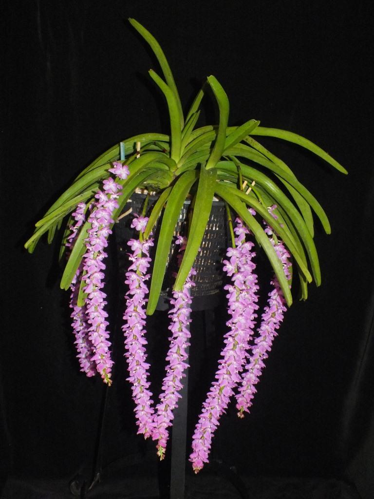 Aerides multiflora