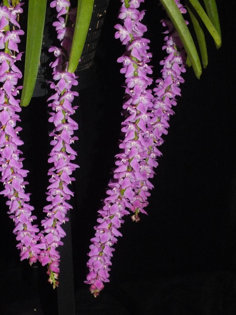Aerides multiflora - photo 2