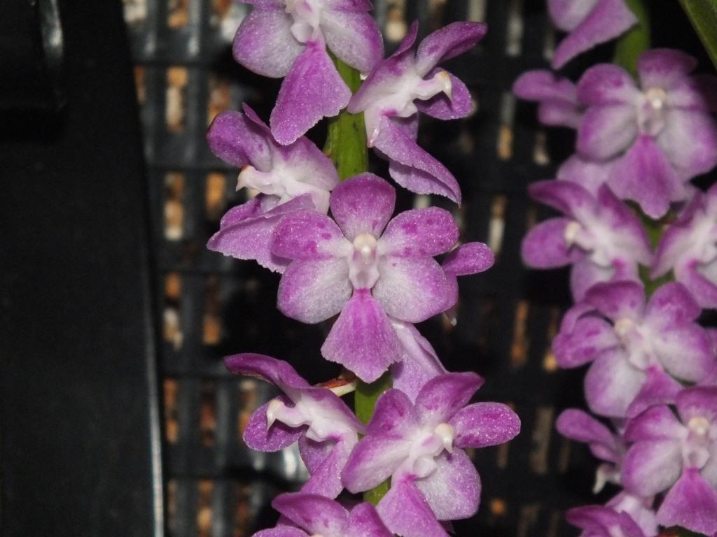 Aerides multiflora