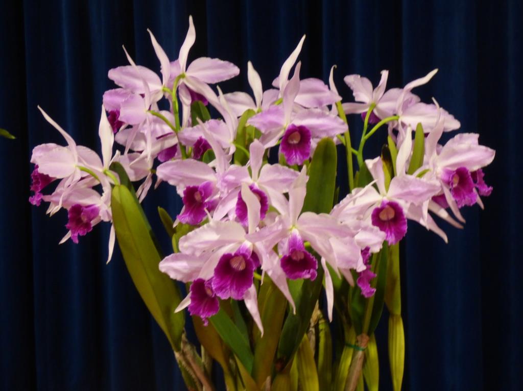Cattleya purpurata