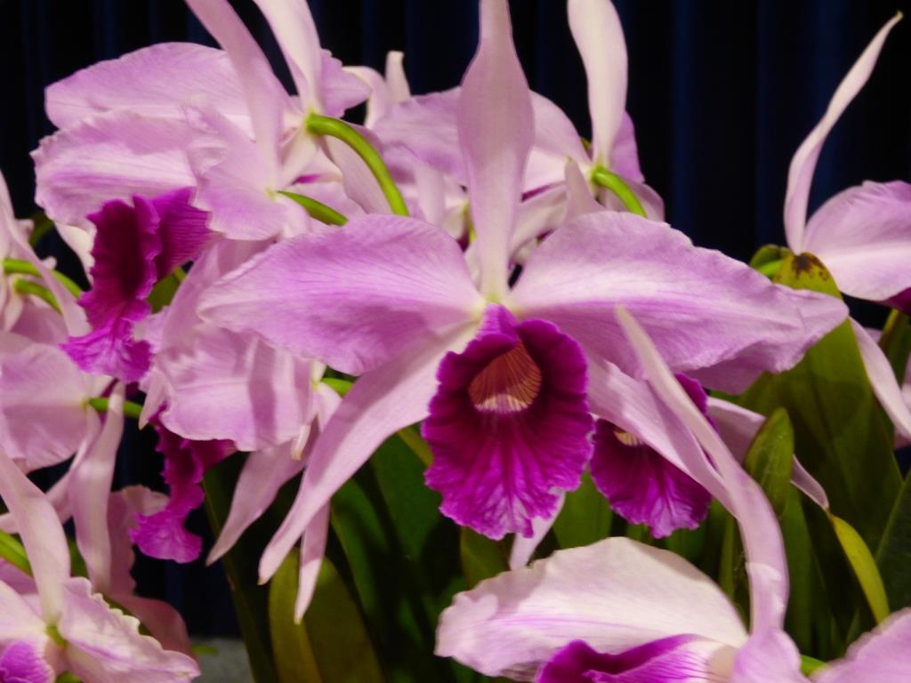 Cattleya purpurata - photo 2