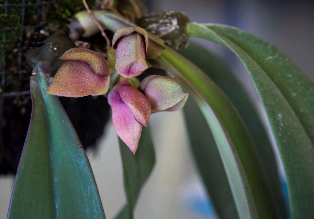 Bulbophyllum orthosepalum